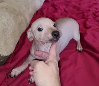 Boy - Chocolate, a male American Hairless Terrier for sale in Tulsa, OK – Photo 6 of 10