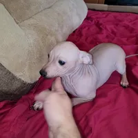 Boy - Chocolate, a male American Hairless Terrier for sale in Tulsa, OK – Photo 10 of 10