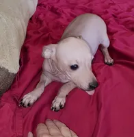 Boy - Chocolate, a male American Hairless Terrier for sale in Tulsa, OK – Photo 9 of 10