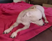 Boy - Chocolate, a male American Hairless Terrier for sale in Tulsa, OK – Photo 5 of 10