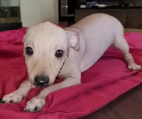 Boy - Chocolate, a male American Hairless Terrier for sale in Tulsa, OK – Photo 2 of 10