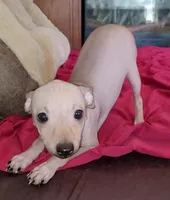 Boy - Chocolate, a male American Hairless Terrier for sale in Tulsa, OK – Photo 3 of 10