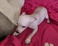 Boy - Chocolate, a male American Hairless Terrier for sale in Tulsa, OK – Photo 7 of 10