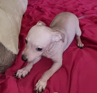 Boy - Chocolate, a male American Hairless Terrier for sale in Tulsa, OK – Photo 8 of 10