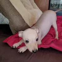 Boy - Chocolate, a male American Hairless Terrier for sale in Tulsa, OK – Photo 4 of 10