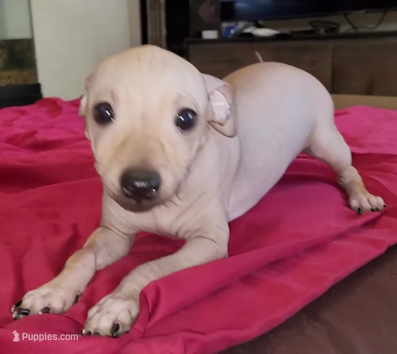 Boy - Chocolate, a male American Hairless Terrier for sale in Tulsa, OK – Photo 1 of 10