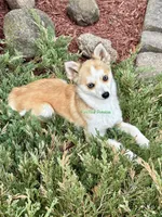 Jesse, a male Pomsky for sale in Mason City, IA – 5 of 10