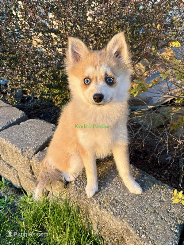Lulu – Pomsky puppy for sale in Mason City, IA