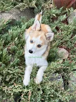 Jesse, a male Pomsky for sale in Mason City, IA – 9 of 10