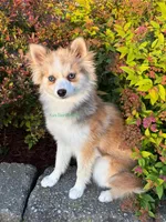 Daisy Duke, a female Pomsky for sale in Mason City, IA – 9 of 10