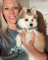 Bo Duke, a male Pomsky for sale in Mason City, IA – 9 of 10