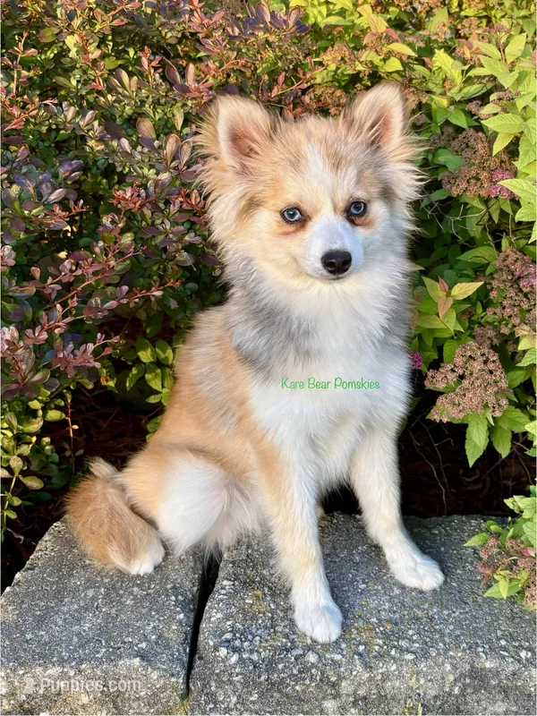 Daisy Duke – Pomsky puppy for sale in Mason City, IA