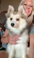 Bo Duke, a male Pomsky for sale in Mason City, IA – 5 of 10