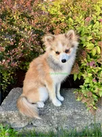 Daisy Duke, a female Pomsky for sale in Mason City, IA – 10 of 10