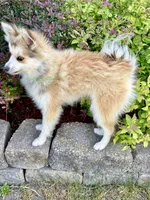 Bo Duke, a male Pomsky for sale in Mason City, IA – 10 of 10
