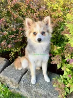 Daisy Duke, a female Pomsky for sale in Mason City, IA – 7 of 10