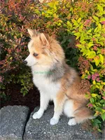 Daisy Duke, a female Pomsky for sale in Mason City, IA – 8 of 10
