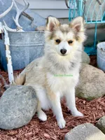 Bo Duke, a male Pomsky for sale in Mason City, IA – 3 of 10