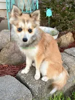 Lulu, a female Pomsky for sale in Mason City, IA – 8 of 10