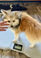 Bo Duke, a male Pomsky for sale in Mason City, IA – 2 of 10