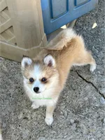 Daisy Duke, a female Pomsky for sale in Mason City, IA – Photo 5 of 10