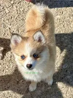 Daisy Duke, a female Pomsky for sale in Mason City, IA – Photo 8 of 10