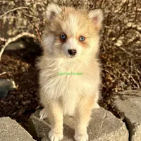 Daisy Duke, a female Pomsky for sale in Mason City, IA – Photo 10 of 10