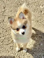 Daisy Duke, a female Pomsky for sale in Mason City, IA – Photo 3 of 10