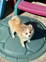 Daisy Duke, a female Pomsky for sale in Mason City, IA – Photo 2 of 10