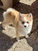 Daisy Duke, a female Pomsky for sale in Mason City, IA – Photo 1 of 10