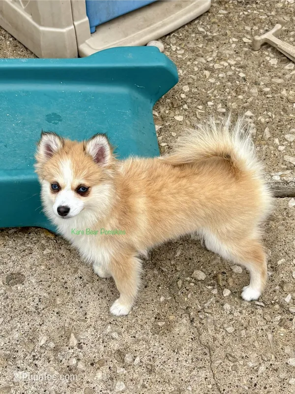 Daisy Duke – Pomsky puppy for sale in Mason City, IA