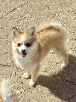 Daisy Duke, a female Pomsky for sale in Mason City, IA – Photo 6 of 10