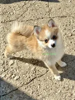 Daisy Duke, a female Pomsky for sale in Mason City, IA – Photo 4 of 10