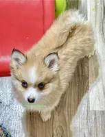 Daisy Duke, a female Pomsky for sale in Mason City, IA – Photo 9 of 10