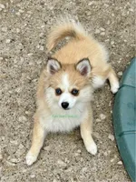 Daisy Duke, a female Pomsky for sale in Mason City, IA – 2 of 10