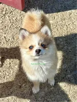 Daisy Duke, a female Pomsky for sale in Mason City, IA – Photo 7 of 10