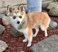 Lulu, a female Pomsky for sale in Mason City, IA – 9 of 10