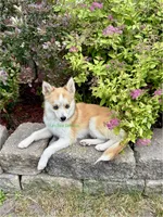 Jesse, a male Pomsky for sale in Mason City, IA – 6 of 10