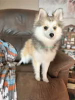 Bo Duke, a male Pomsky for sale in Mason City, IA – 6 of 10