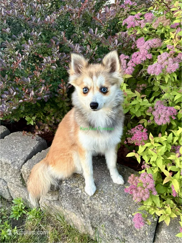Lulu – Pomsky puppy for sale in Mason City, IA