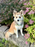 Lulu, a female Pomsky for sale in Mason City, IA – 1 of 10
