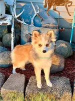 Daisy Duke, a female Pomsky for sale in Mason City, IA – 4 of 10