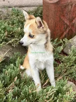 Jesse, a male Pomsky for sale in Mason City, IA – 3 of 10