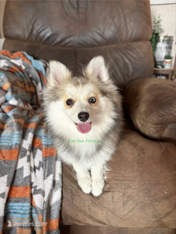 Bo Duke – Pomsky puppy for sale in Mason City, IA