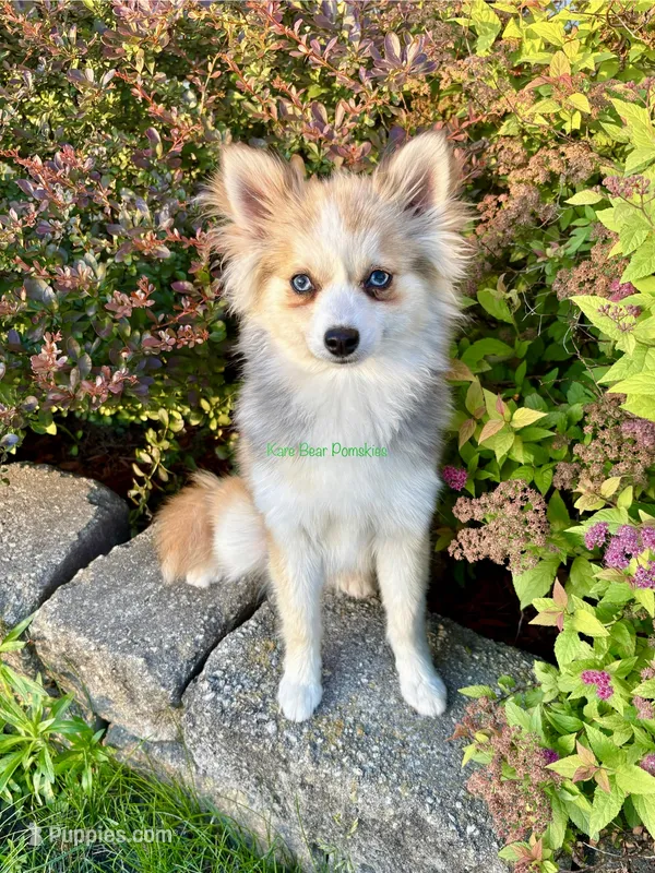 Daisy Duke – Pomsky puppy for sale in Mason City, IA