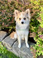 Daisy Duke, a female Pomsky for sale in Mason City, IA – 1 of 10