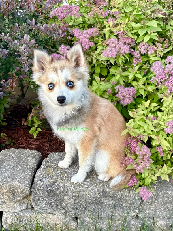 Lulu – Pomsky puppy for sale in Mason City, IA