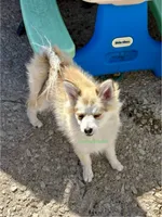 Bo Duke, a male Pomsky for sale in Mason City, IA – 5 of 10
