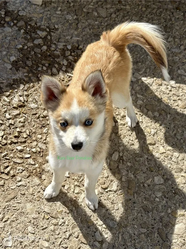 Jesse – Pomsky puppy for sale in Mason City, IA