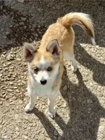 Jesse, a male Pomsky for sale in Mason City, IA – 1 of 9